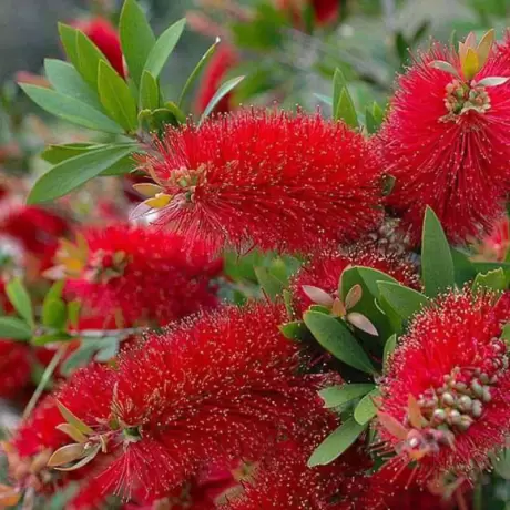 Callistemon Citrinus - Tufă - Ghiveci 5 l - Înălțime 70 - 80 cm