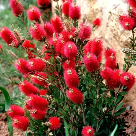 Callistemon Citrinus - Tufă - Ghiveci 5 l - Înălțime 70 - 80 cm