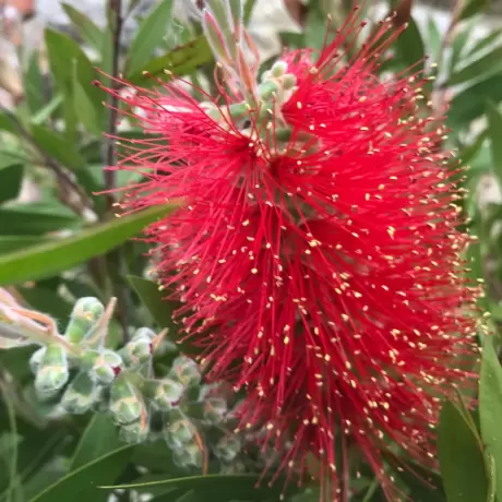 Callistemon Rugulosus - Copăcel - Ghiveci 10 l - Înălțime 100 - 120 cm