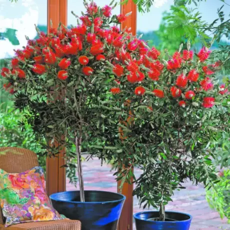 Callistemon Rugulosus - Copăcel - Ghiveci 10 l - Înălțime 100 - 120 cm