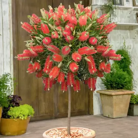 Callistemon Rugulosus - Copăcel - Ghiveci 10 l - Înălțime 100 - 120 cm