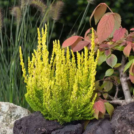 Calluna - Vulgaris Yellow - Ghiveci 2 l - Înălțime 20 - 30 cm