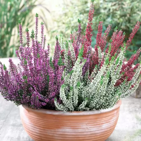 Calluna - Vulgaris Mix - Ghiveci 2 l - Înălțime 20 - 30 cm