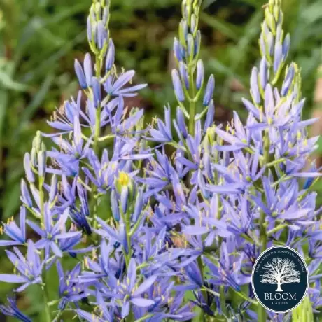 Camassia Caerulea