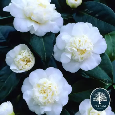 Camelia Japonica Alba în Ghiveci de 10 l, Înălțime 100 - 120 cm