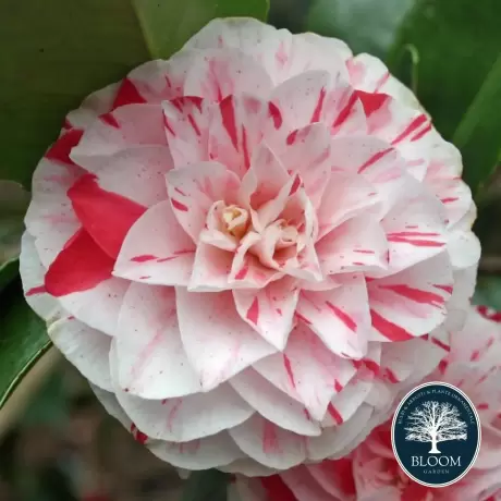 Camelia Japonica Bicolor în Ghiveci de 10 l, Înălțime 100 - 120 cm