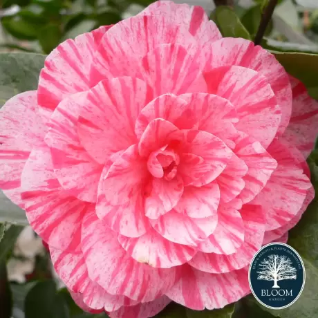 Camelia Japonica Bicolor Pink în Ghiveci de 10 l, Înălțime 100 - 120 cm