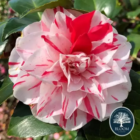 Camelia Japonica Bicolor Red în Ghiveci de 10 l, Înălțime 100 - 120 cm