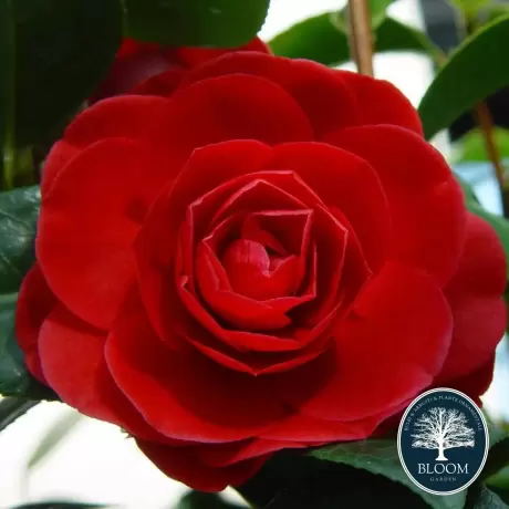 Camelia Japonica Red în Ghiveci de 10 l, Înălțime 100 - 120 cm