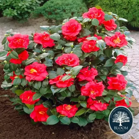 Camelia Japonica Rosie în Ghiveci de 10 l, Înălțime 100 - 120 cm