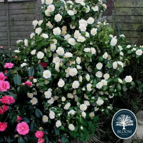 Camelia Japonica White în Ghiveci de 10 l, Înălțime 100 - 120 cm