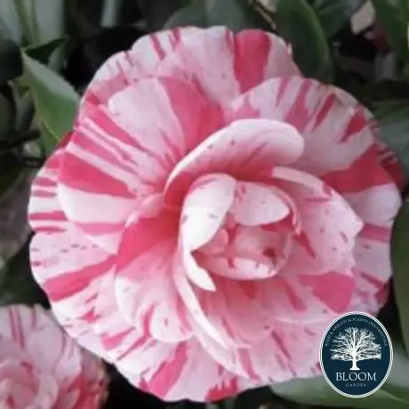 Camelia Japonica White and Pink în Ghiveci de 2 l, înălțime 30 - 40 cm