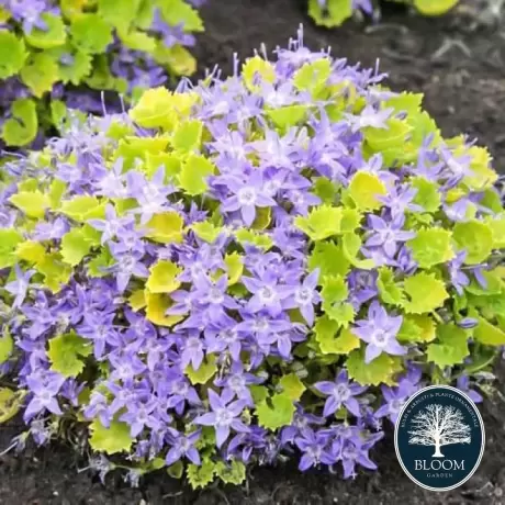 Campanula Gold la Ghiveci 2L - Inaltime 20 - 30 cm