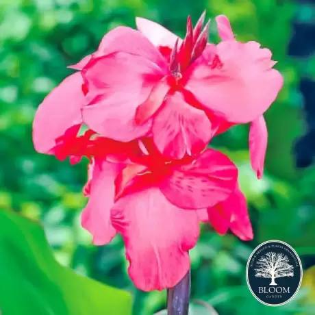 Canna Apricot Dream 