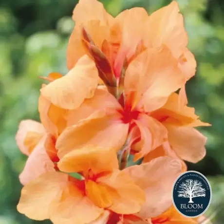 Canna Pink President 