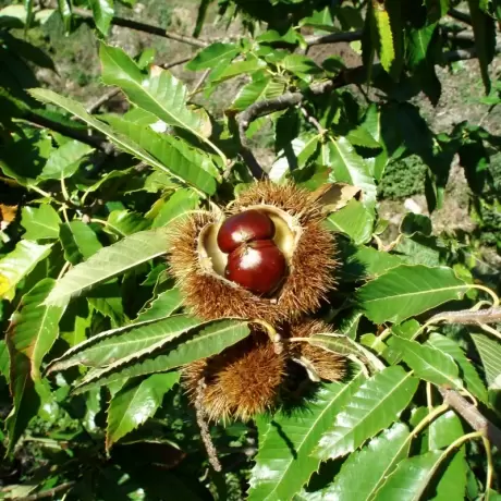 Pomi fructiferi - Castan Comestibil Castanea sativa radacina impachetata