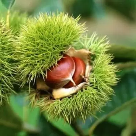 Pomi fructiferi - Castan Comestibil radacina impachetata