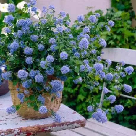 Liliac de California - Ceanothus Thyrsiflorus Repens - Ghiveci 3 l - Inaltime 30 - 40 cm