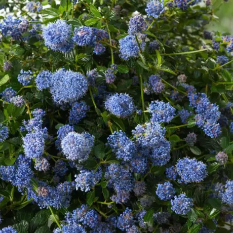 Liliac de California - Ceanothus Thyrsiflorus Repens - Ghiveci 3 l - Inaltime 30 - 40 cm