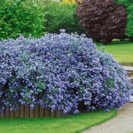 Liliac de California - Ceanothus Thyrsiflorus Repens - Ghiveci 3 l - Inaltime 30 - 40 cm