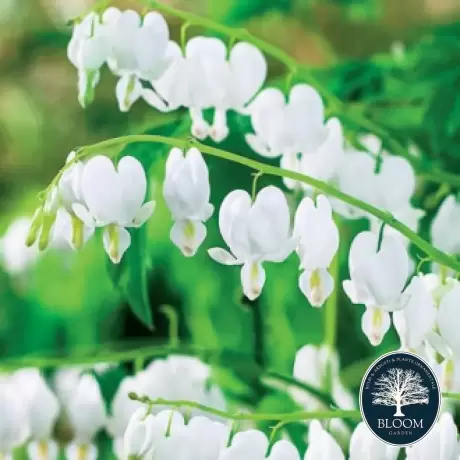 Cerceii doamnei Alba (Dicentra)