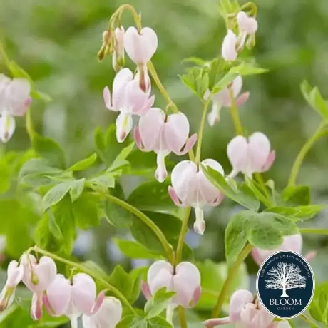 Cerceii doamnei (Dicentra) Cupid