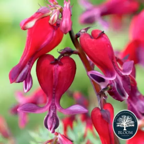 Cerceii doamnei (Dicentra) Fire Island