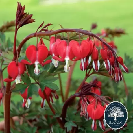 Cerceii doamnei (Dicentra) Valentine