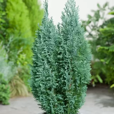 Chamaecyparis - Lawsoniana Ellwoodii - Ghiveci 5 L - Inaltime 80 - 100 cm