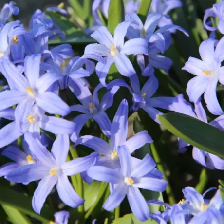 Gloria Zapezii - Chionodoxa - Blue 