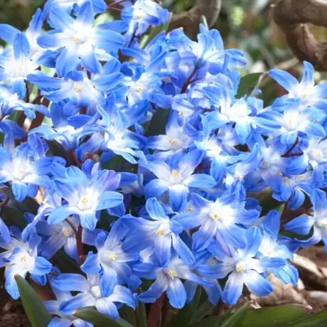 Gloria Zapezii - Chionodoxa - Glory Of The Snow 