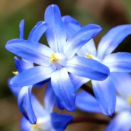 Gloria Zapezii - Chionodoxa - Glory Of The Snow 