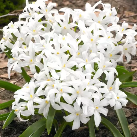 Gloria Zapezii - Chionodoxa - White Snow 