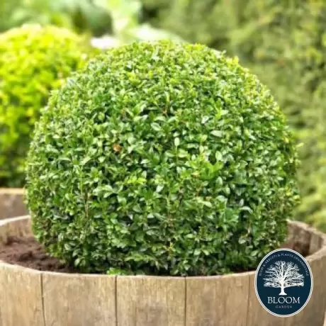 Cimisir Buxus