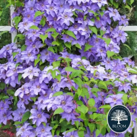 Clematis Blue Angel - Ghiveci 3 l - Inaltime 80 - 100 cm