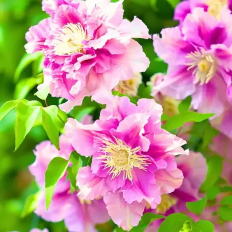 Clematis - Mary Pillu - Ghiveci 3 l – Inaltime 80 – 100 cm