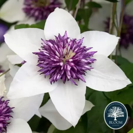 Clematis Florida Sieboldi - Ghiveci 3 l - Inaltime 80 - 100 cm