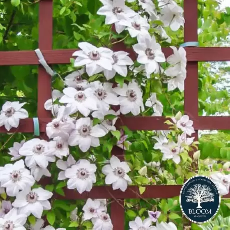 Clematis Miss Bateman - Ghiveci 3 l - Inaltime 80 - 100 cm