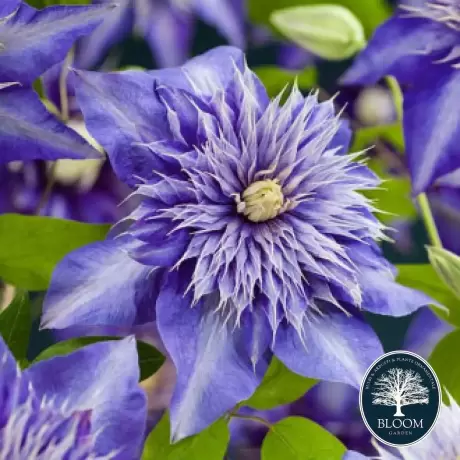 Clematis Multi Blue - Ghiveci 3 l - Inaltime 80 - 100 cm