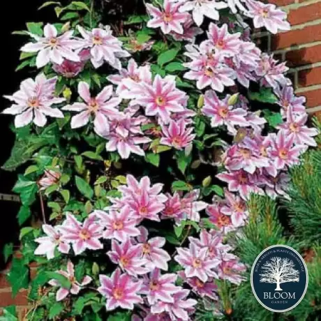 Clematis Nelly Moser - Ghiveci 3 l - Inaltime 80 - 100 cm