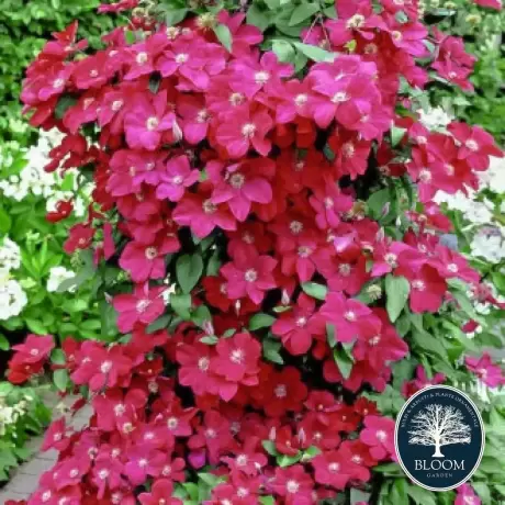 Clematis Niobe - Ghiveci 3 l - Inaltime 80 - 100 cm