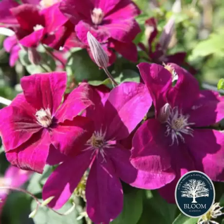 Clematis Rouge Cardinal - Ghiveci 3 l - Inaltime 80 - 100 cm