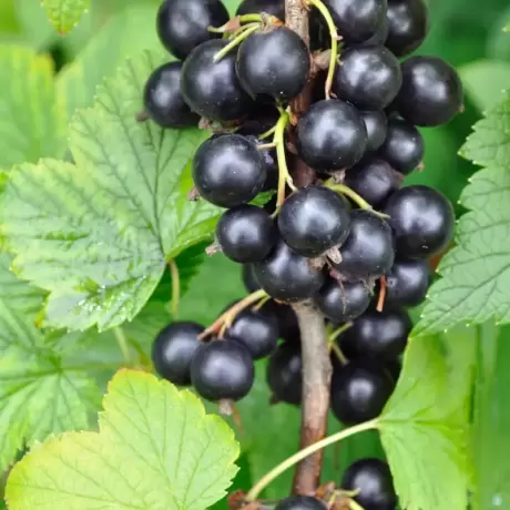 Arbust Fructifer - Coacaz Negru Tufa - Cu Radacina Nuda