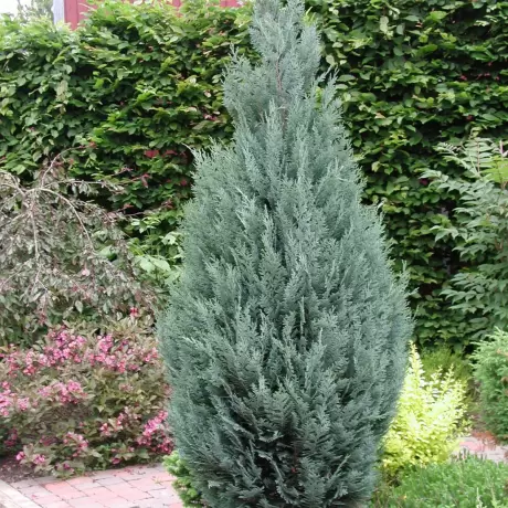 Chamaecyparis Lawsoniana Columnaris - Ghiveci 2 L - Inaltime 50 -60 cm