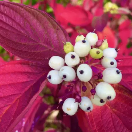 Corn Decorativ - Cornus Alba Sibirica la Ghiveci 3 L