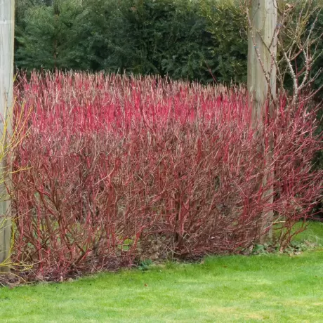 Corn Decorativ - Cornus Alba Sibirica la Ghiveci 3 L