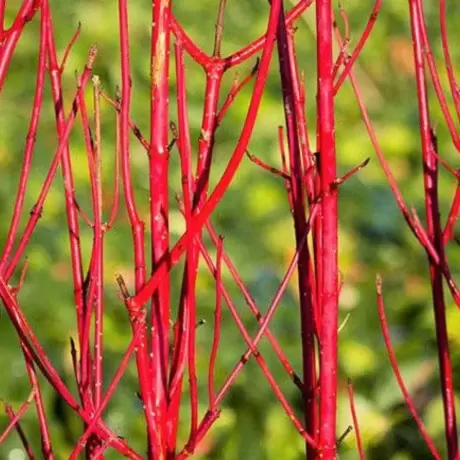 Corn Decorativ - Cornus Alba Sibirica la Ghiveci 3 L