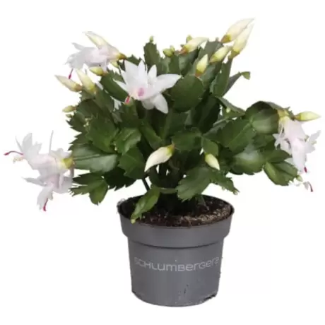 Craciunel Alb - Schlumbergera Truncata la Ghiveci - Inaltime 20 - 25 cm