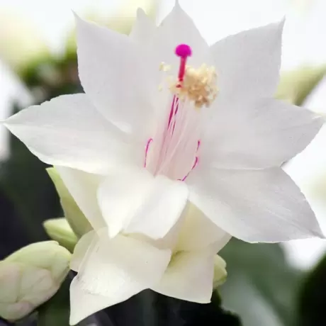 Craciunel Alb - Schlumbergera Truncata la Ghiveci - Inaltime 20 - 25 cm