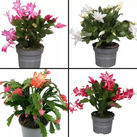 Craciunel Mix 4 Culori - Schlumbergera Truncata la Ghiveci - Inaltime 20 - 25 cm